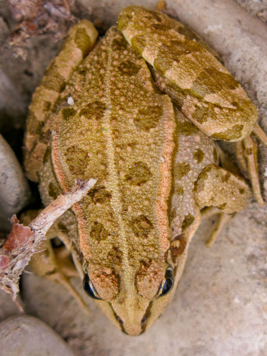 Rana da identificare - Pelophylax sp. (prov. Parma)