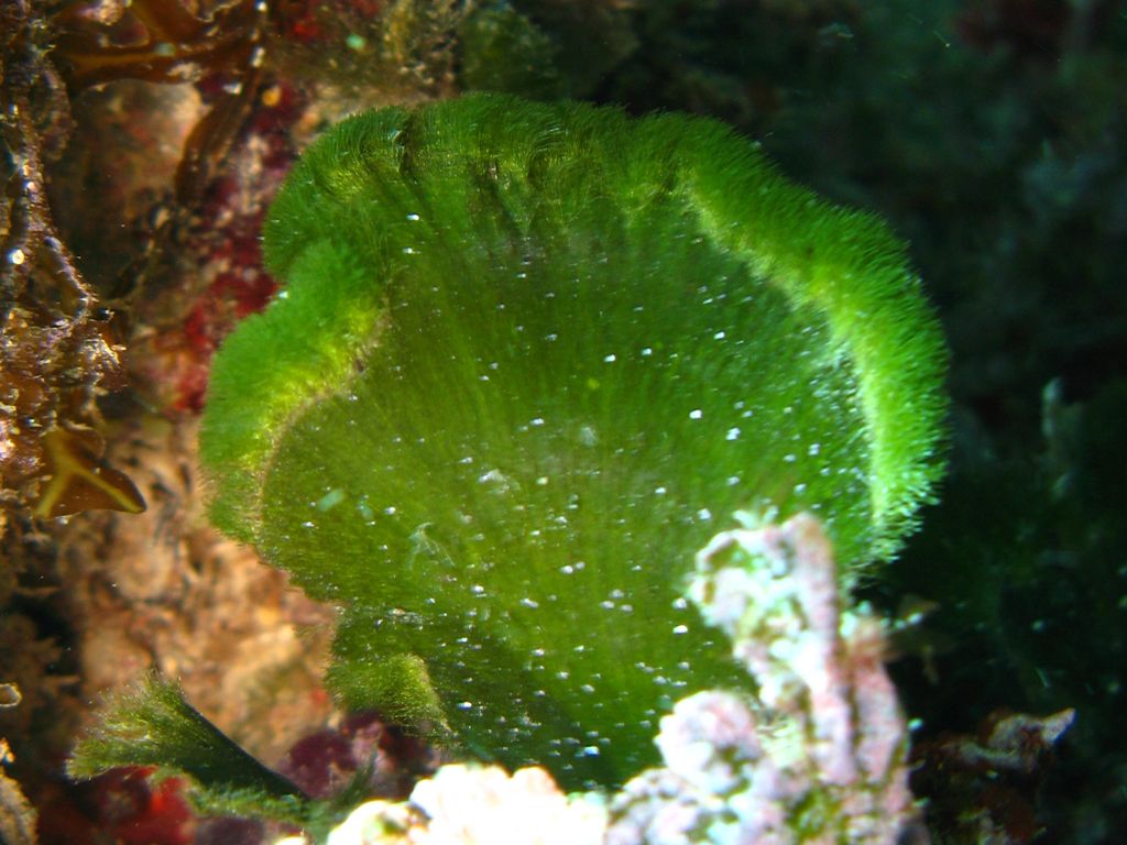 Alga da identificare 21