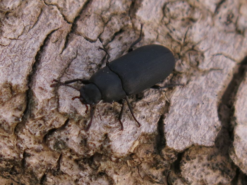 Tenebrionidae: Cryphaeus cornutus (Fischer von Waldheim, 1823), nuovo per l''Italia!