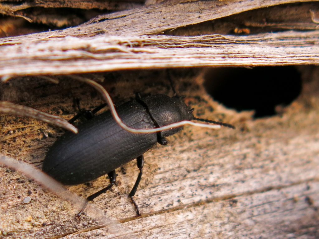 Tenebrionidae: Cryphaeus cornutus (Fischer von Waldheim, 1823), nuovo per l''Italia!