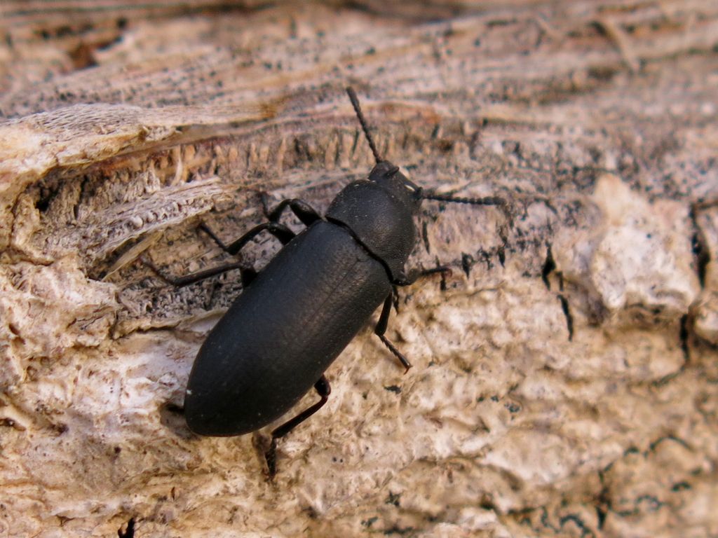 Tenebrionidae: Cryphaeus cornutus (Fischer von Waldheim, 1823), nuovo per l''Italia!