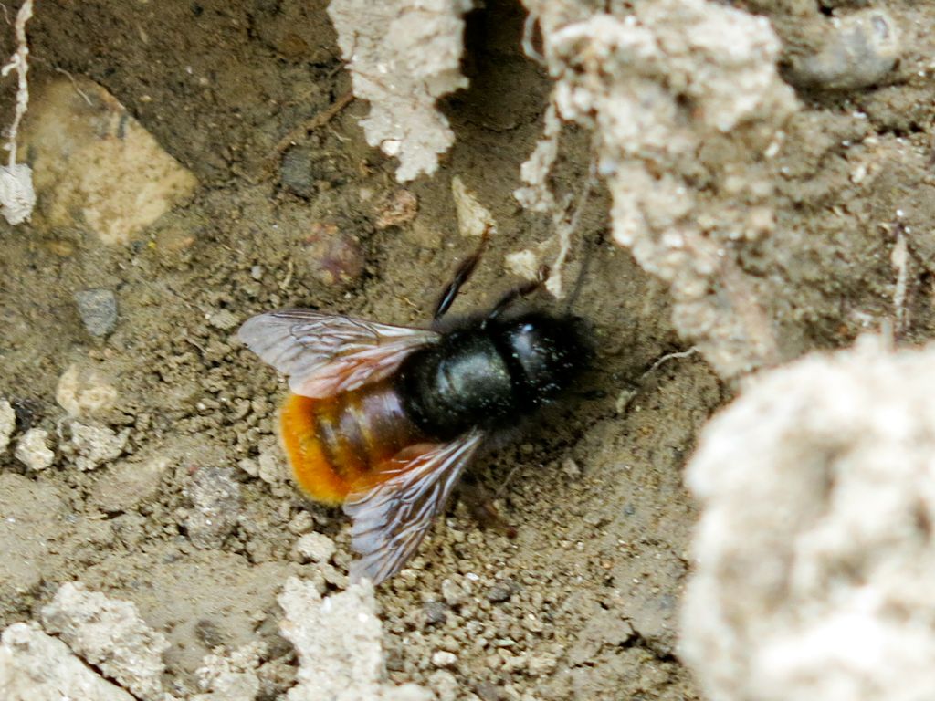 Apidae: Osmia cornuta