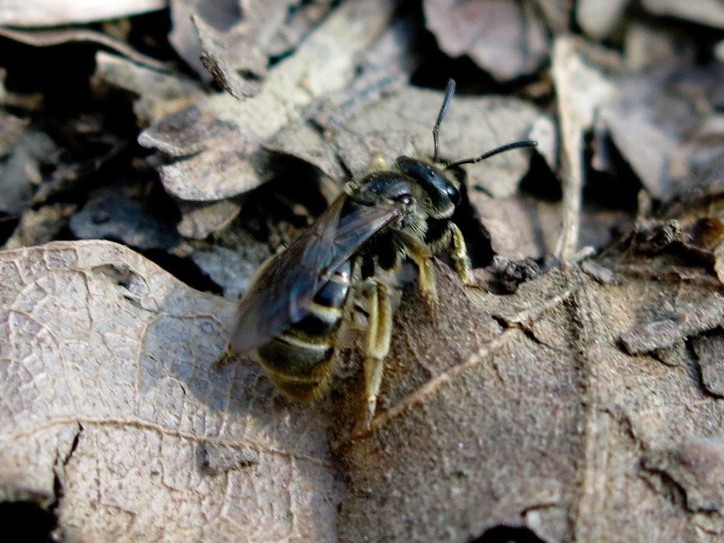 Hymenoptera: fam. Apidae Halictinae