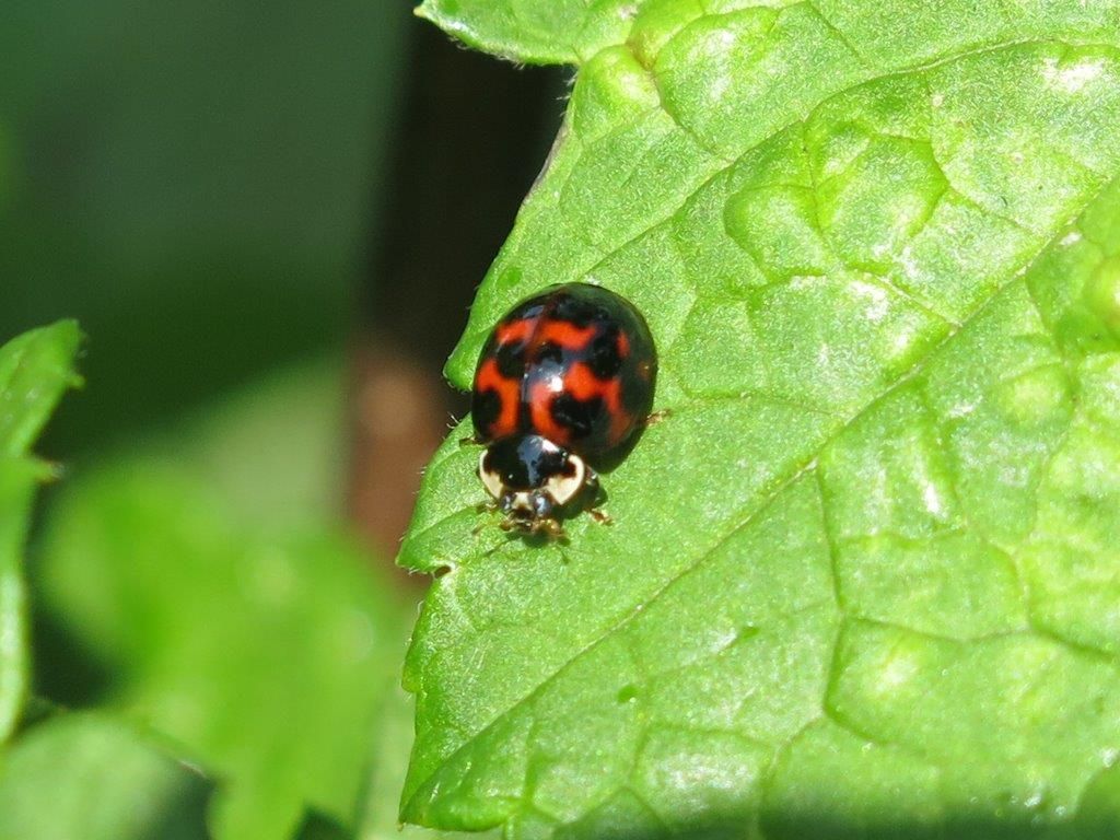 Coccinellidae: Harmonia axyridis