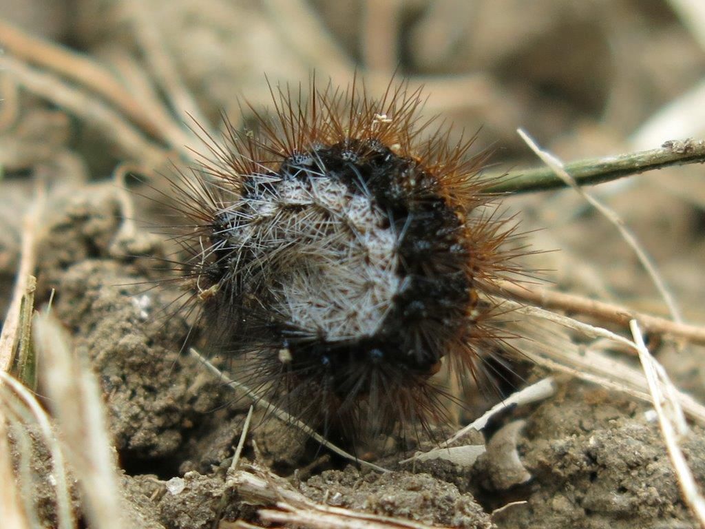 Bruco da identificare - Coscinia striata, Erebidae Arctiinae