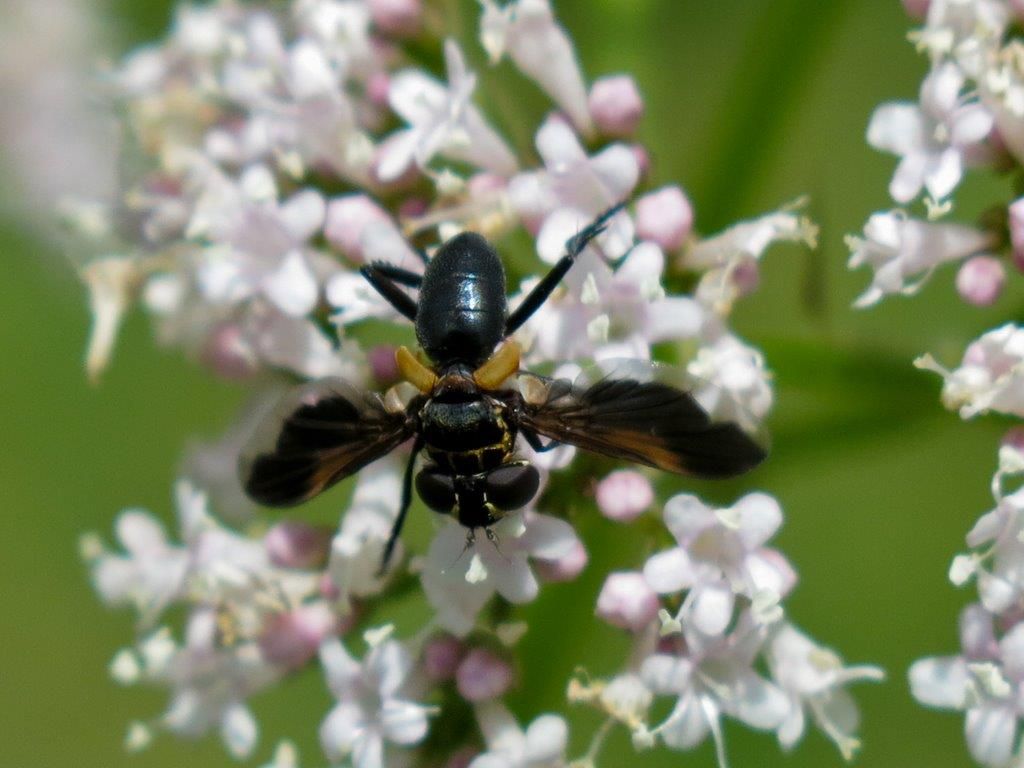 Tachinidae: Trichopoda pennipes