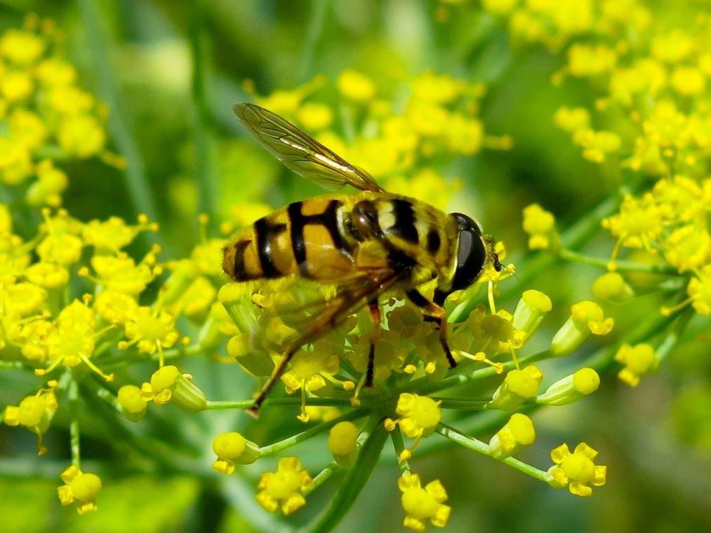 Syrphidae:  Myathropa florea