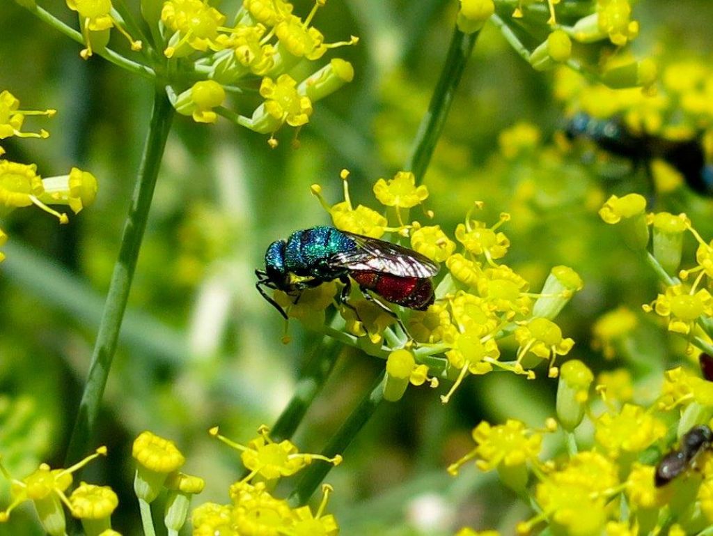 Chrysididae: Chrysis cerastes