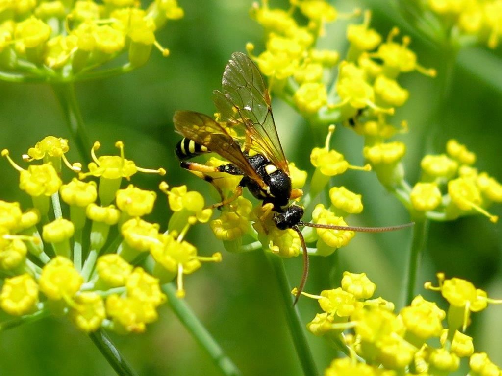 Hymenoptera da identificare 6 (Ichneumonidae?)