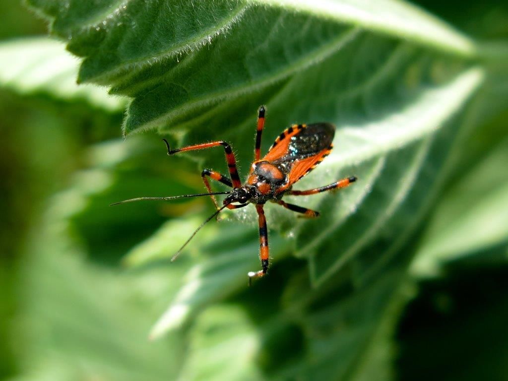 Reduviidae:  Rhynocoris rubricus