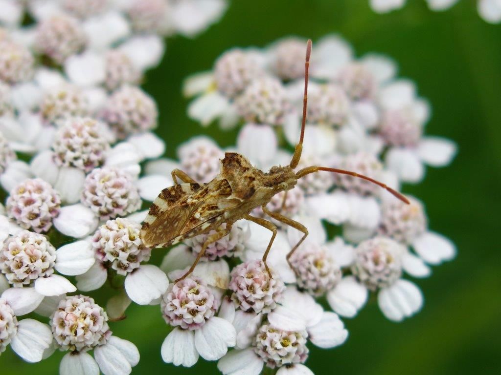 Coreidae: Centrocoris spiniger