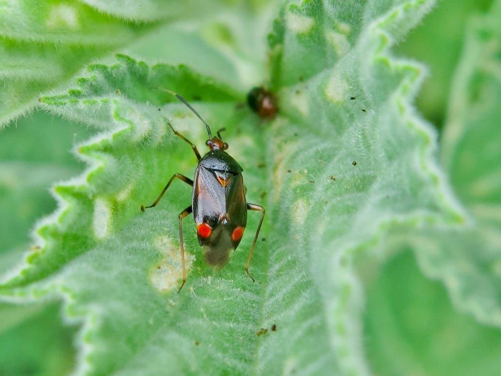 Miridae:  Deraeocoris ruber