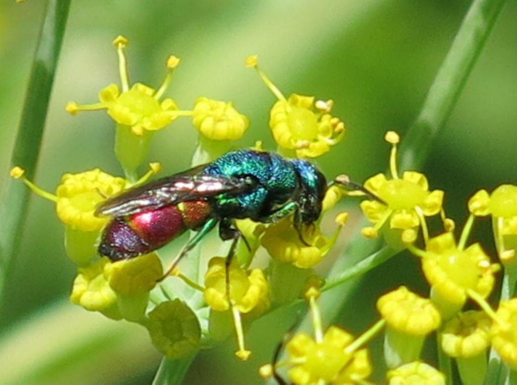 Chrysididae: Chrysis cerastes