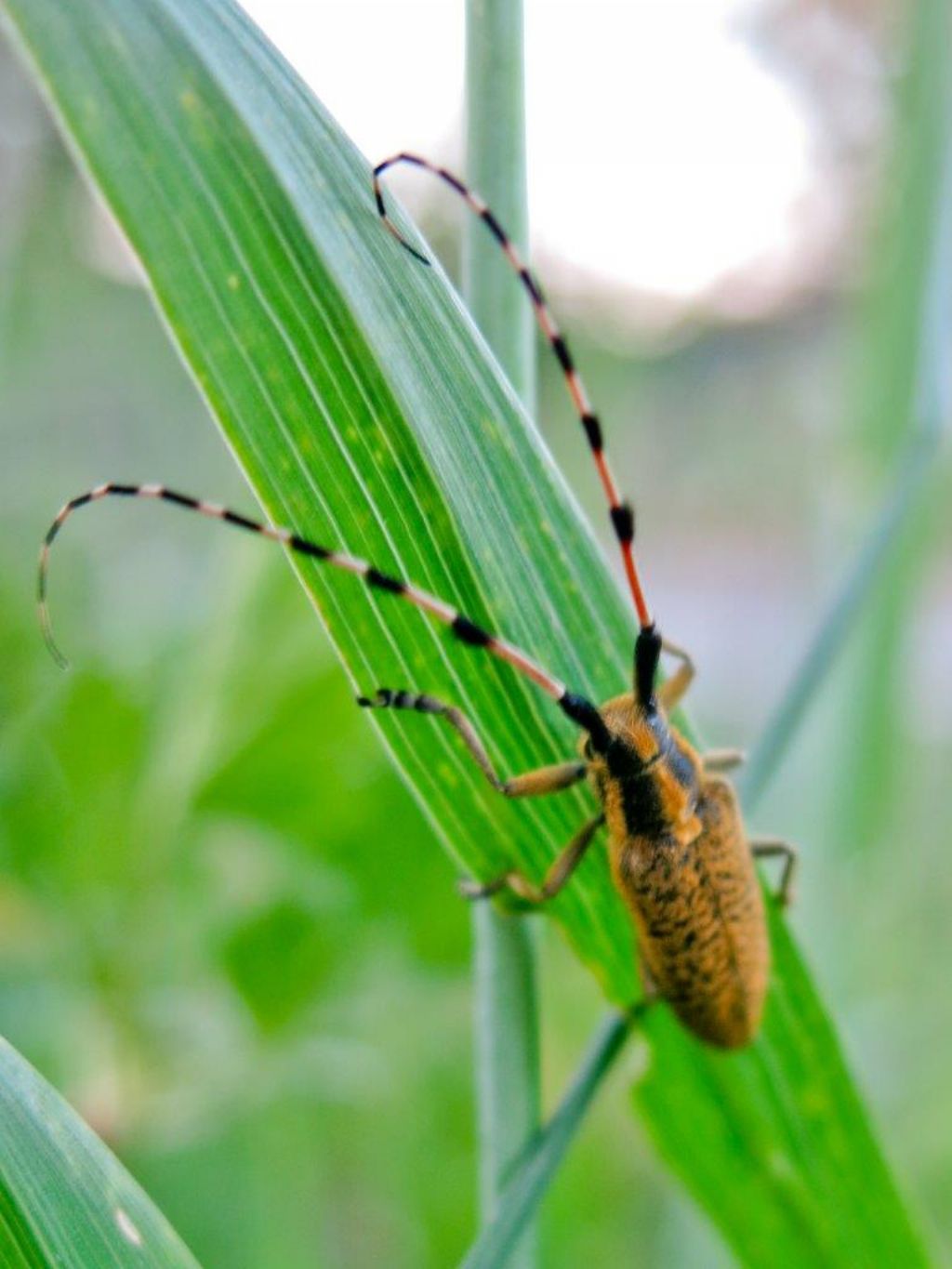 Cerambycidae: Agapanthia sicula malmerendi