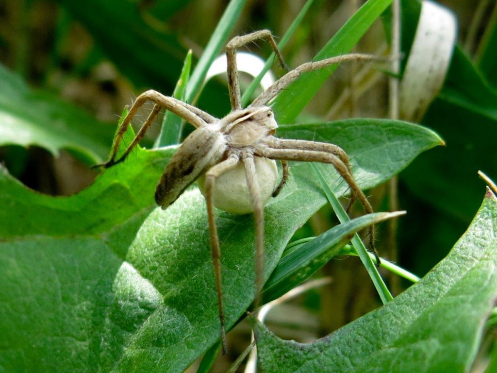 Pisaura sp. con ovisacco - Parma