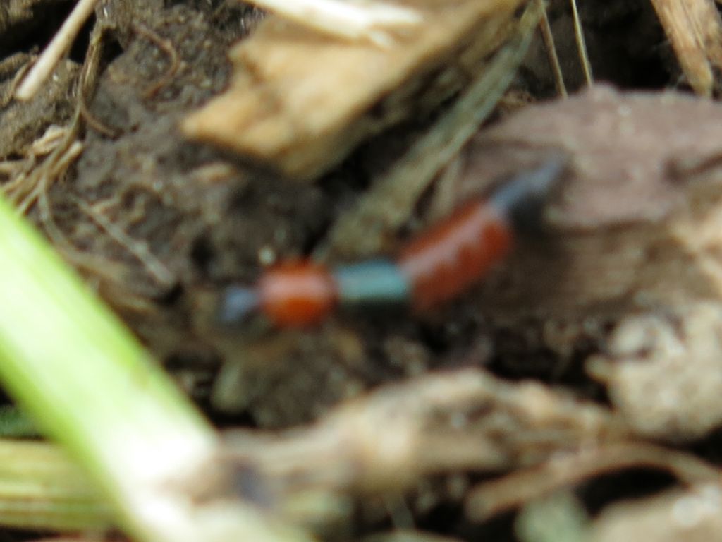 Staphylinidae: Paederus sp.