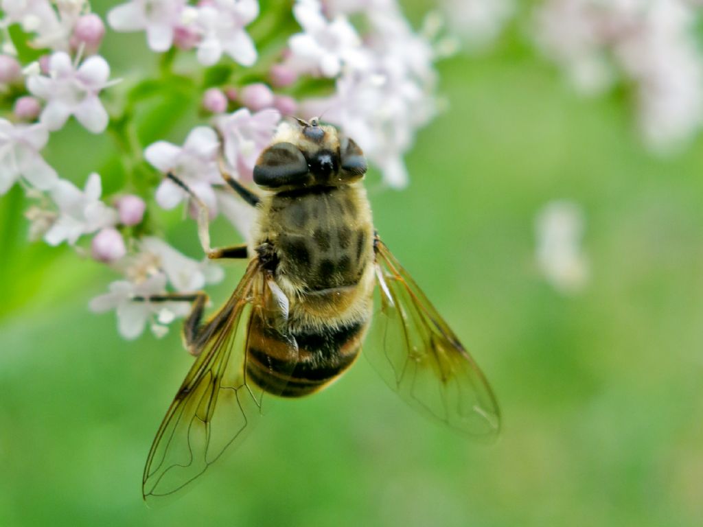 Syrphidae: Eristalis tenax, femmina