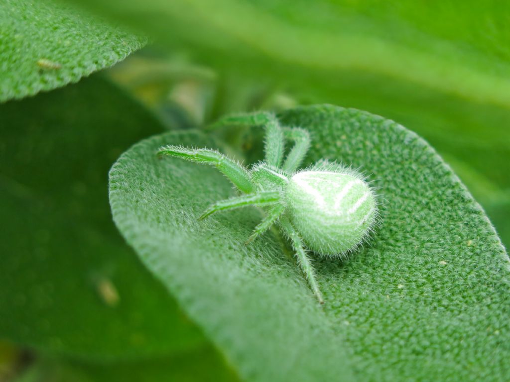 Heriaeus sp. - Parma (PR)