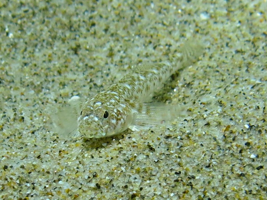 Pomatoschistus marmoratus dal Mar Ionio