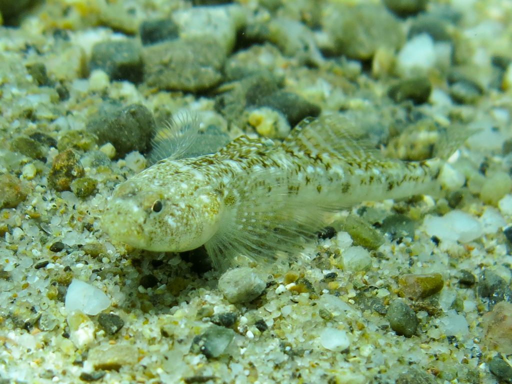 Pomatoschistus marmoratus dal Mar Ionio