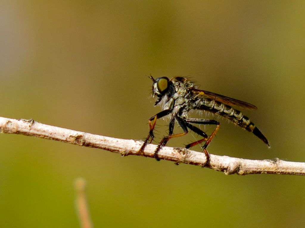 Asilidae da identificare