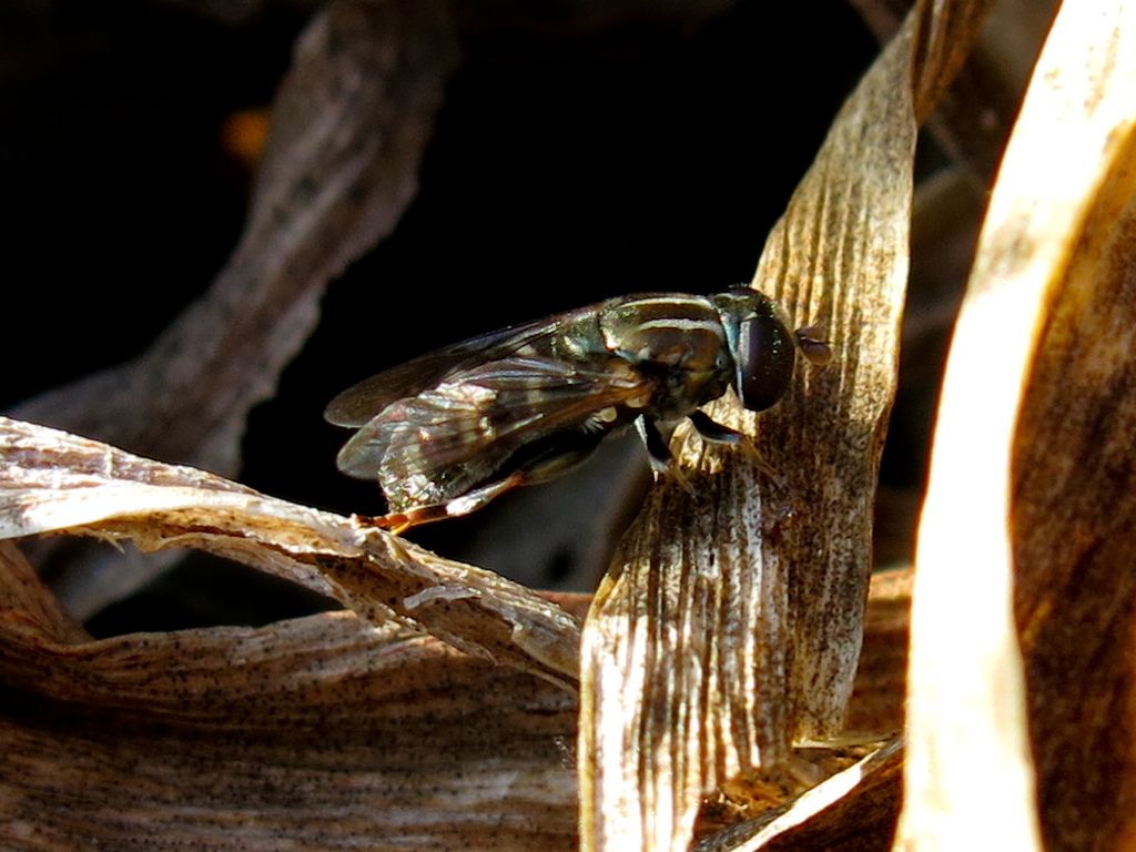 Syrphidae: cfr. Merodon sp., femmina