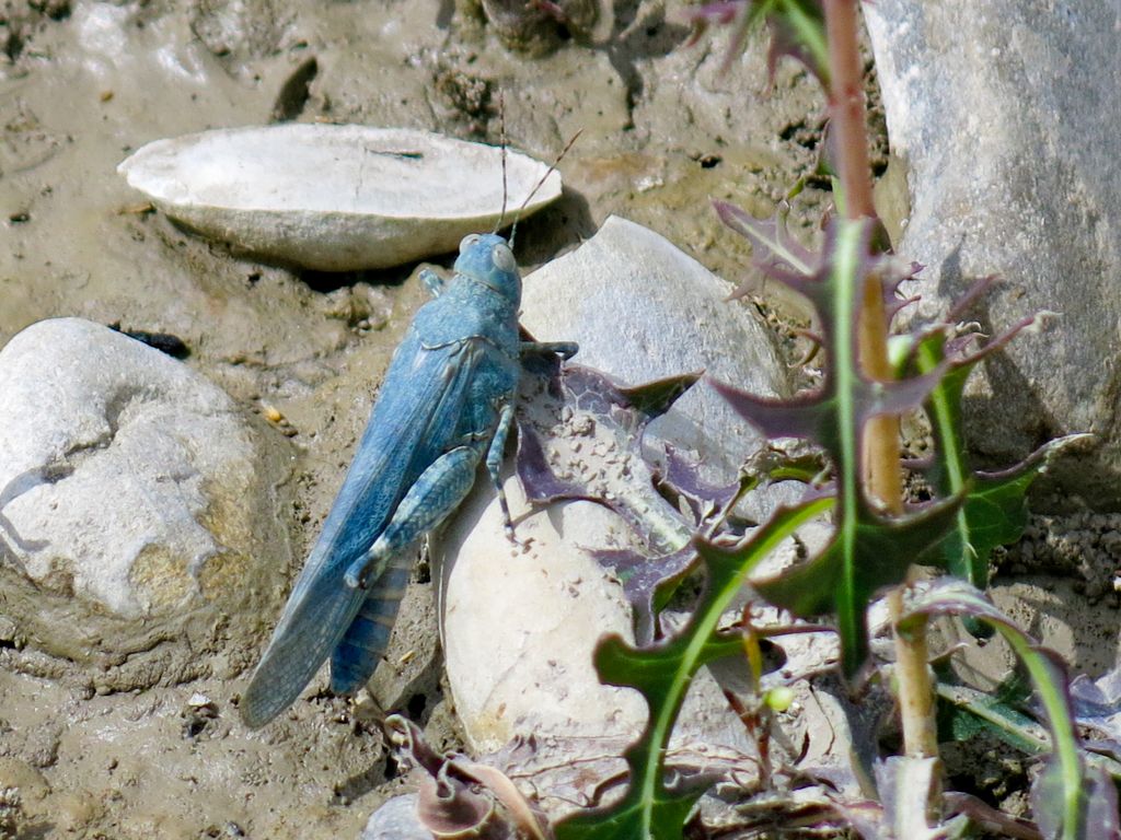 Sphingonotus caerulans