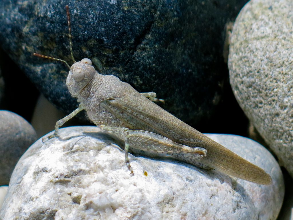 Sphingonotus caerulans