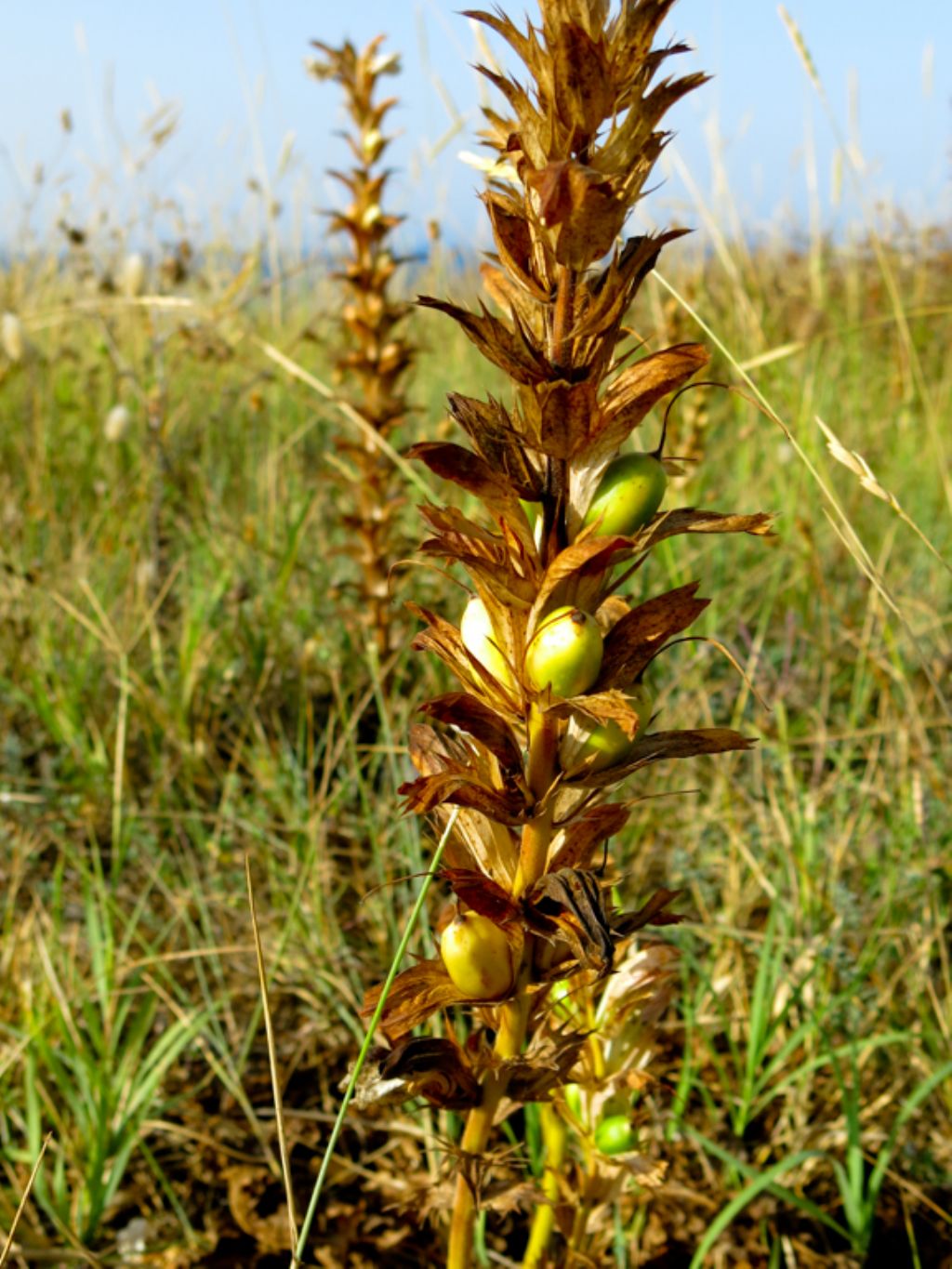 Acanthus mollis / Acanto comune