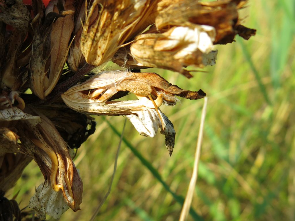 Acanthus mollis / Acanto comune