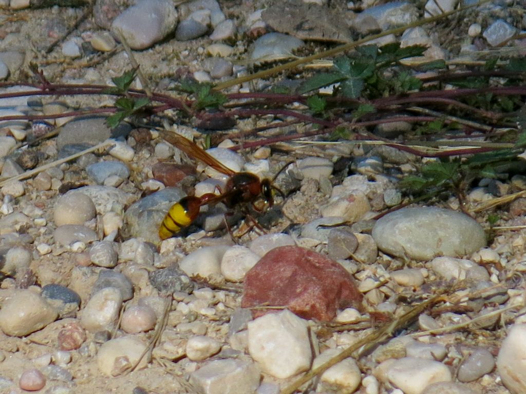 Delta unguiculatum (Vespidae Eumeninae)