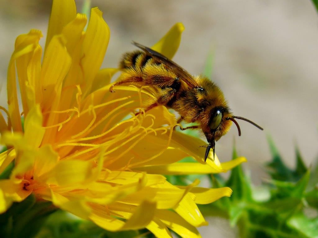 Apidae Megachilinae:  cfr.  Lithurgus chrysurus.