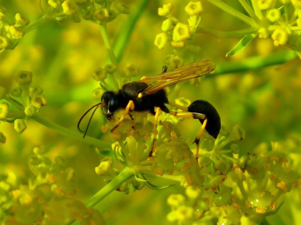 Sceliphron destillatorium (Sphecidae)