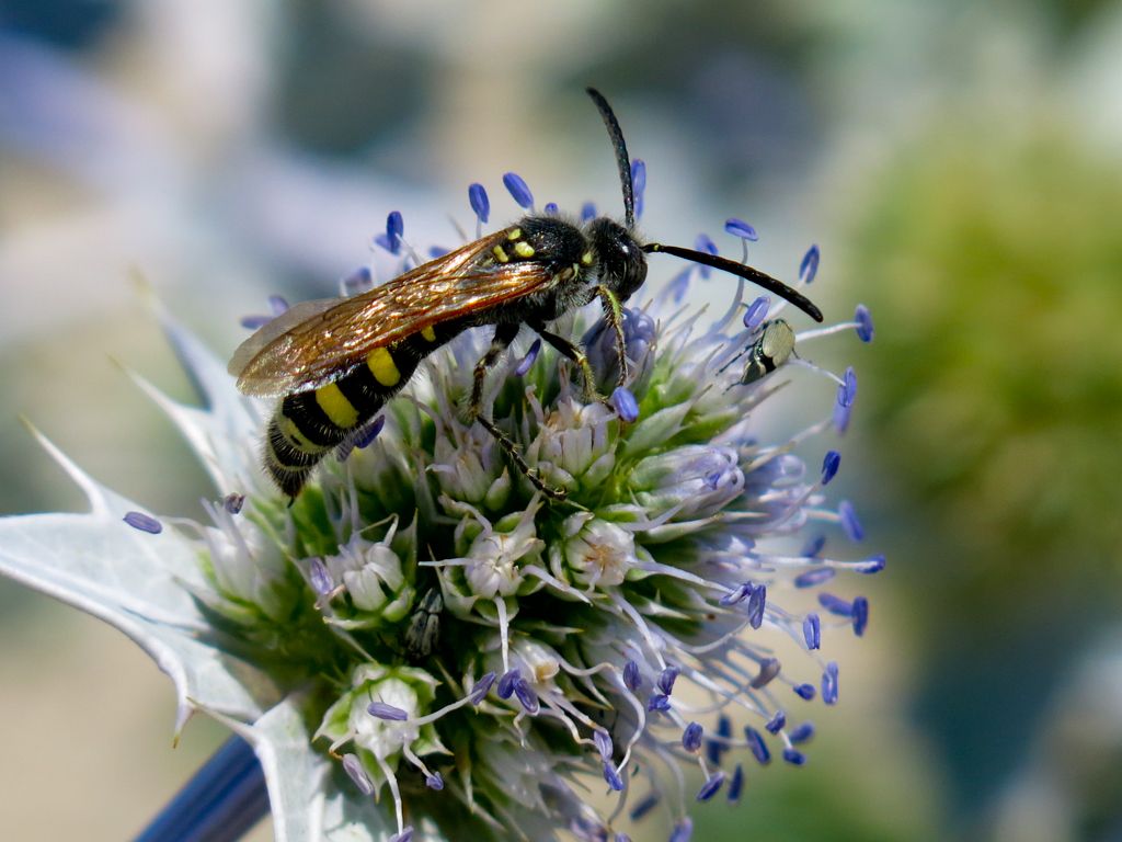 Colpa sexmaculata maschio (Scoliidae)