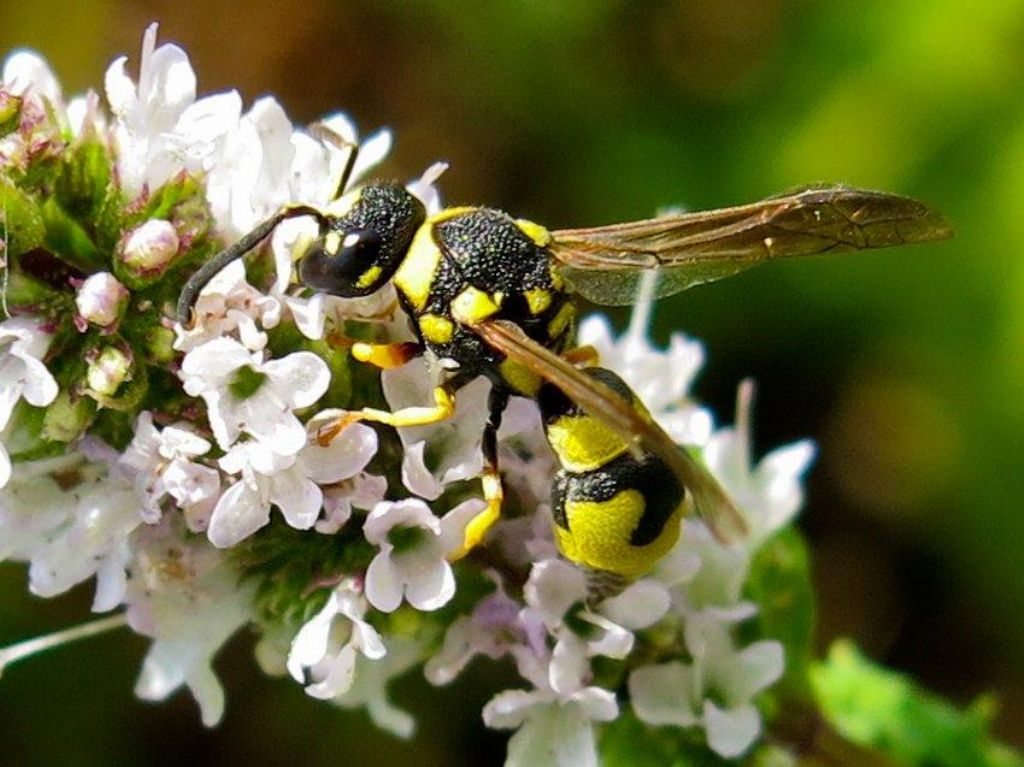 Imenottero Eumeninae da identificare 1
