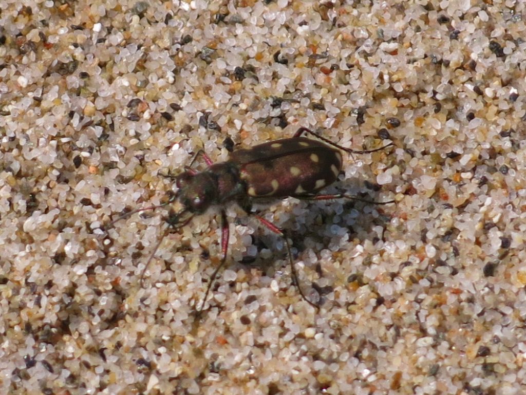 Carabidae Cicindelinae da identificare: Calomera littoralis nemoralis
