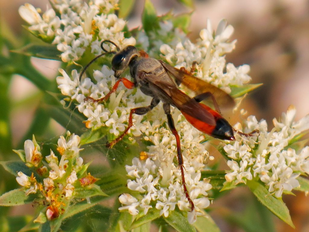 Sphex funerarius?.....No, Sphex flavipennis, femmina