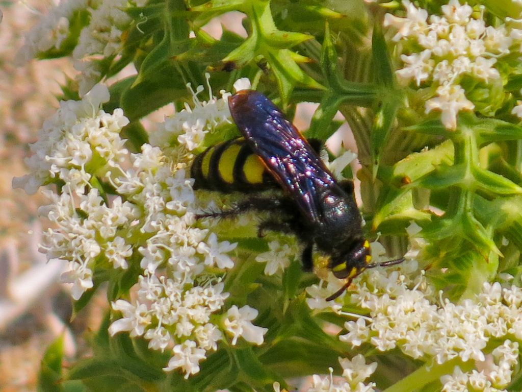 Scoliidae: Colpa sexmaculata, femmina