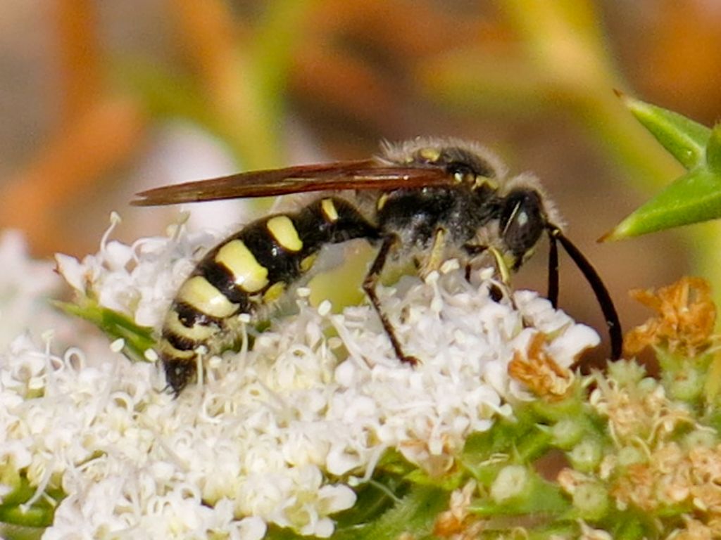 Scoliidae: Colpa sexmaculata, femmina