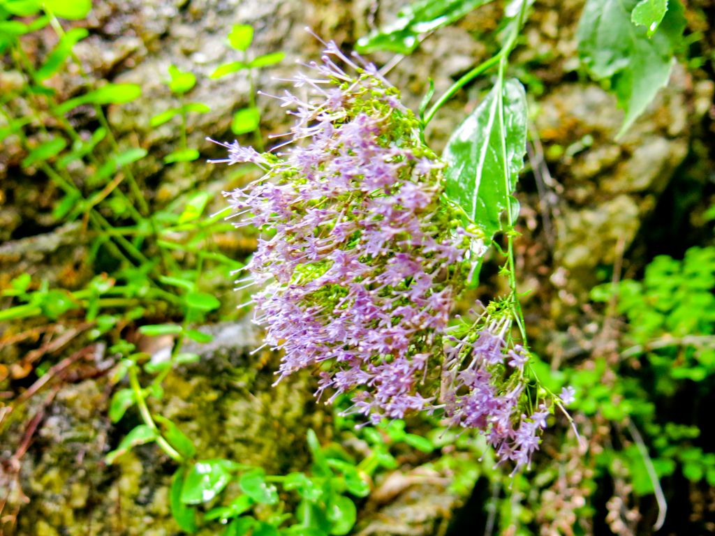 Trachelium caeruleum (Campanulaceae)