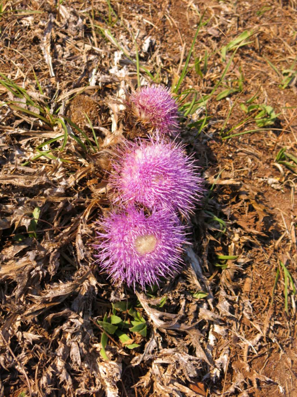 Carlina gummifera