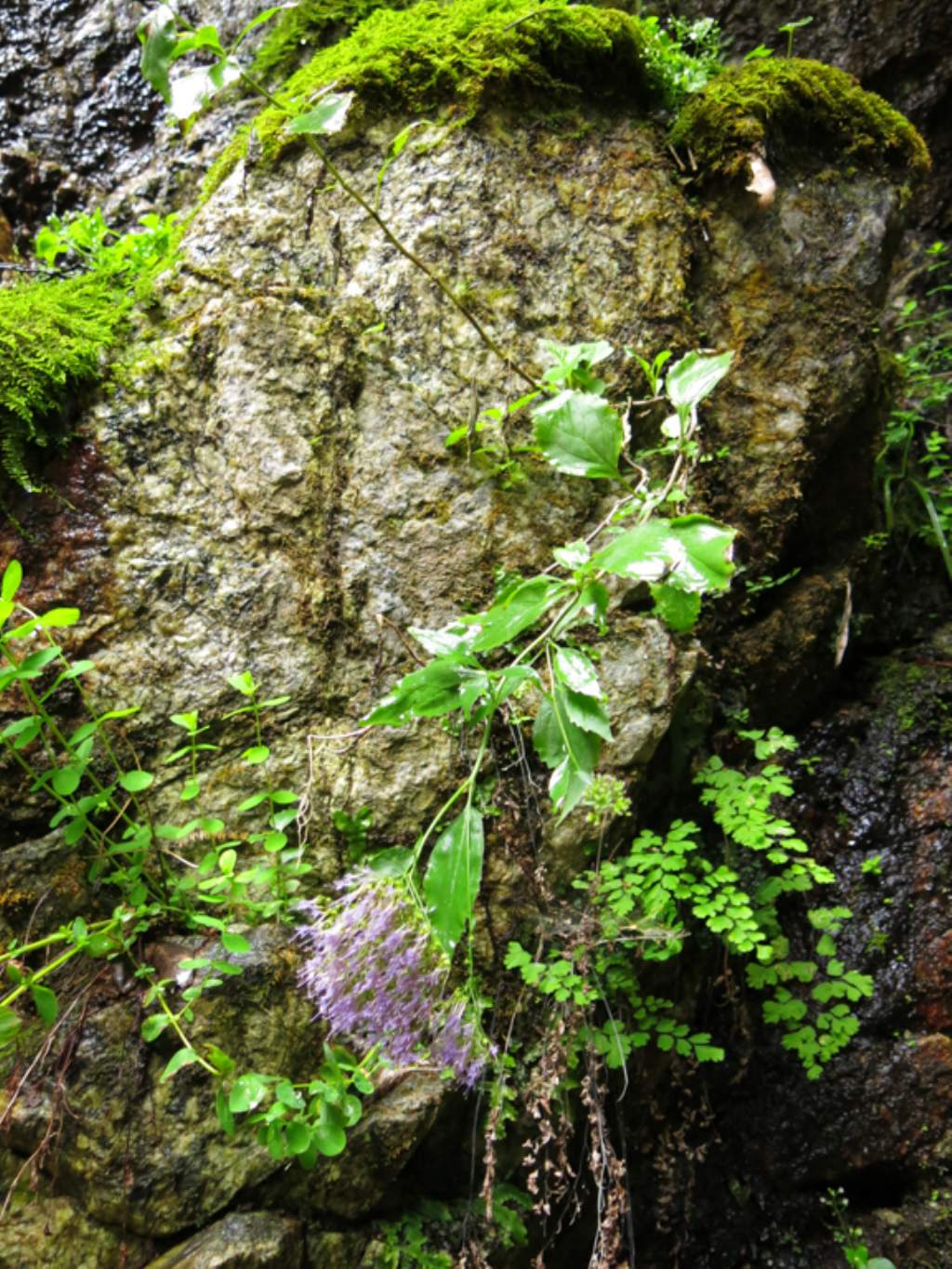 Trachelium caeruleum (Campanulaceae)