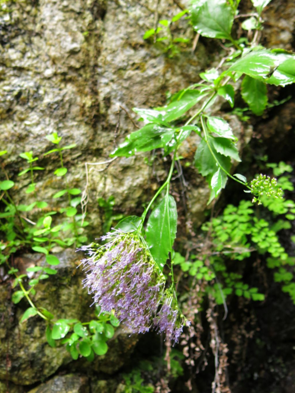 Trachelium caeruleum (Campanulaceae)