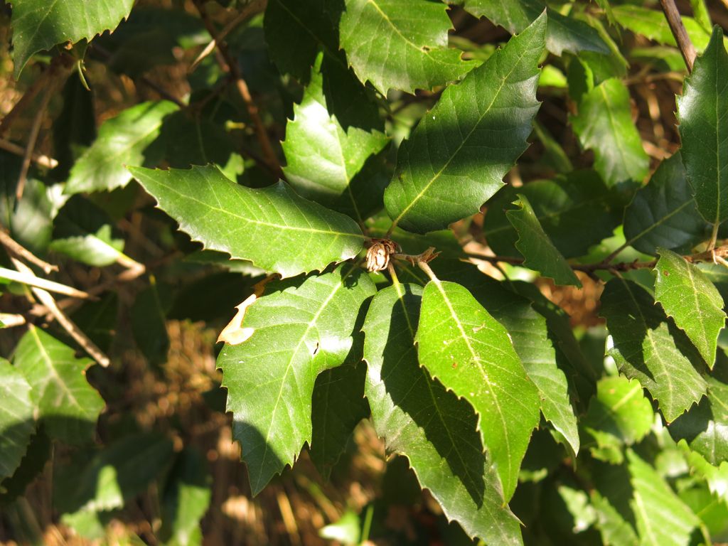 Pianta da determinare 1 - Quercus sp.