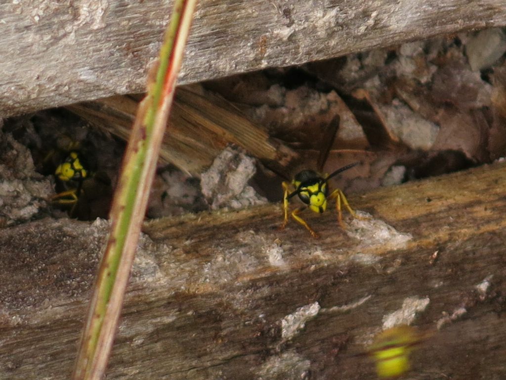 Vespa da identificare:Vespula germanica