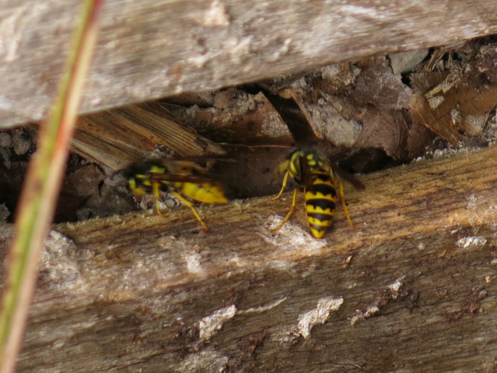 Vespa da identificare:Vespula germanica