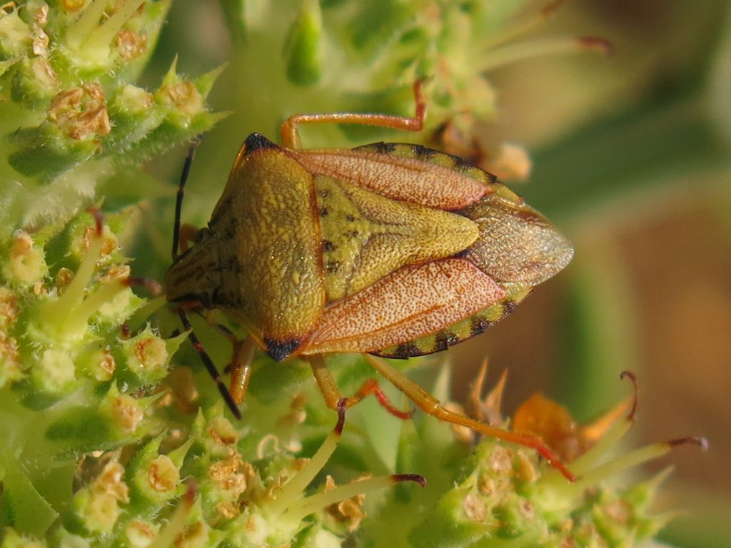 Carpocoris da identificare:   Carpocoris mediterraneus atlanticus