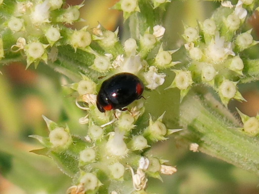 Hyperaspis sp., Coccinellidae
