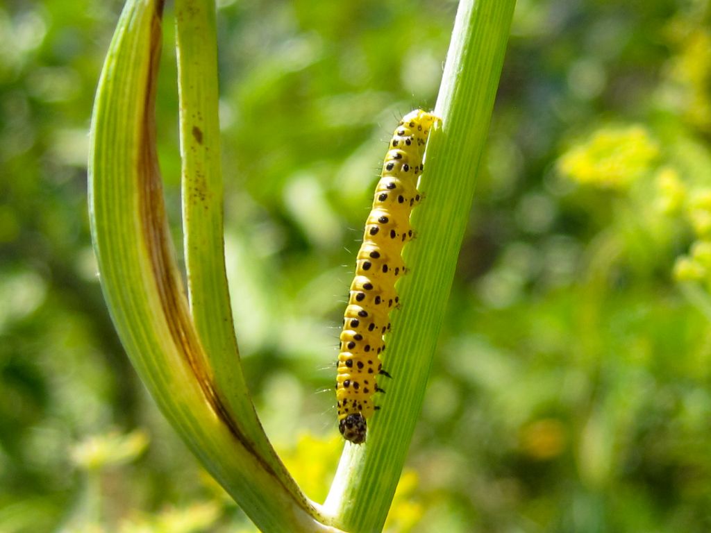 Larva di  Sitochroa palealis (Crambidae)