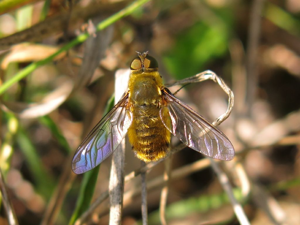 Bombyliidae: Villa sp.